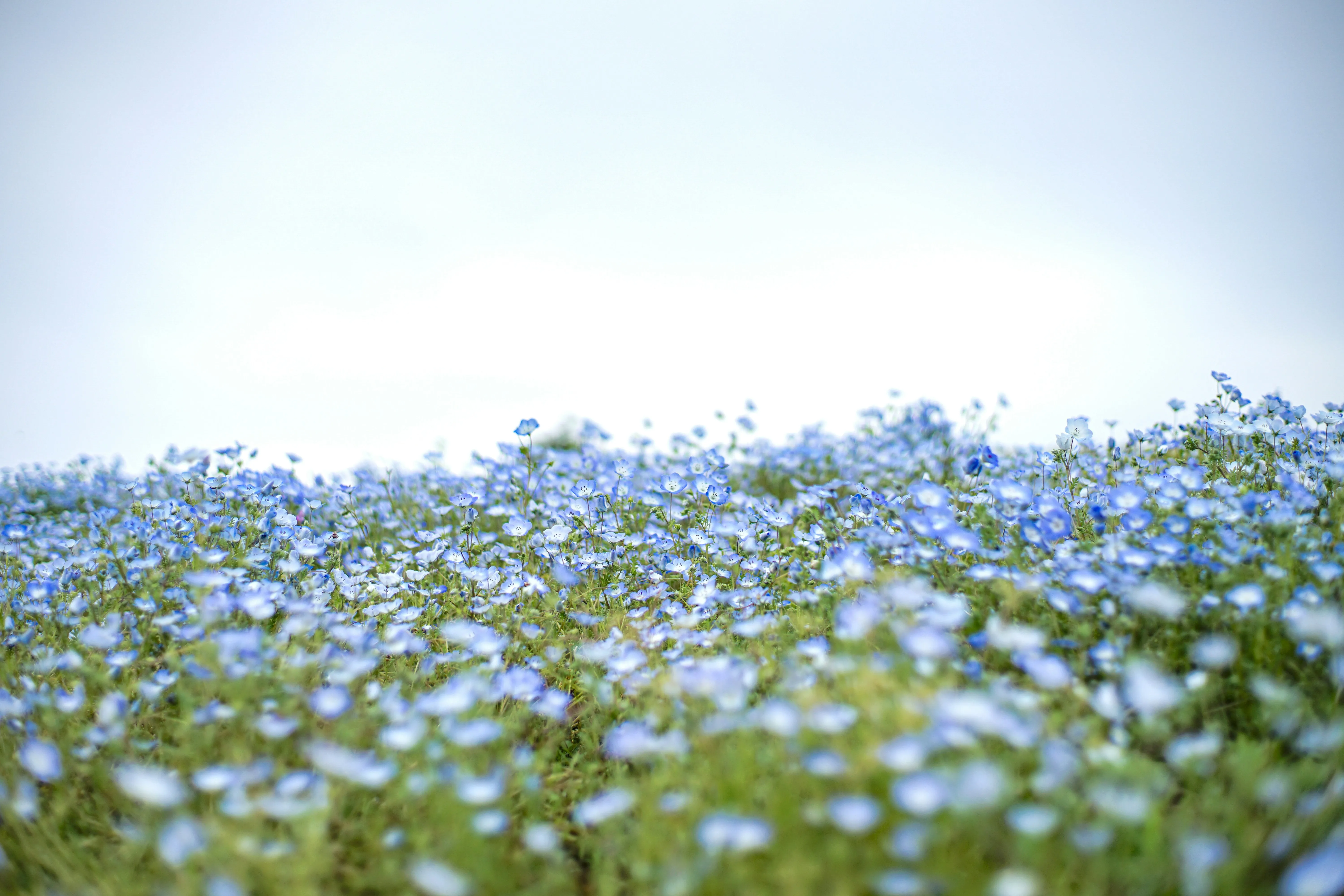 Leinen (Linum usitatissimum)